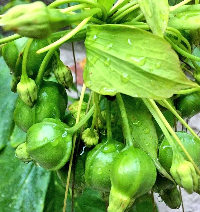 aishaashiyaa's tweet image. Hihthala boa, kanboa, hihthala maa, miee hahthaha ves miyah kiyaa nannan. Aslu kiyanee kon nameh? Kuda iru hihthala gahuge maluge naruvaathah ee isthashigandakah  hadhaigen gathaa ulhen. Adhi kanbo, hihthala boa dhonveema kai ulhen.  Eiru hama meeru e dhon vma. 🙂