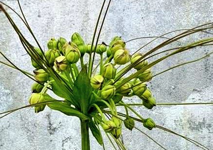 aishaashiyaa's tweet image. Hihthala boa, kanboa, hihthala maa, miee hahthaha ves miyah kiyaa nannan. Aslu kiyanee kon nameh? Kuda iru hihthala gahuge maluge naruvaathah ee isthashigandakah  hadhaigen gathaa ulhen. Adhi kanbo, hihthala boa dhonveema kai ulhen.  Eiru hama meeru e dhon vma. 🙂