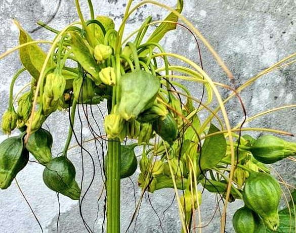 aishaashiyaa's tweet image. Hihthala boa, kanboa, hihthala maa, miee hahthaha ves miyah kiyaa nannan. Aslu kiyanee kon nameh? Kuda iru hihthala gahuge maluge naruvaathah ee isthashigandakah  hadhaigen gathaa ulhen. Adhi kanbo, hihthala boa dhonveema kai ulhen.  Eiru hama meeru e dhon vma. 🙂