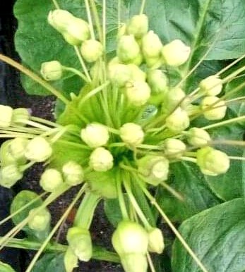 aishaashiyaa's tweet image. Hihthala boa, kanboa, hihthala maa, miee hahthaha ves miyah kiyaa nannan. Aslu kiyanee kon nameh? Kuda iru hihthala gahuge maluge naruvaathah ee isthashigandakah  hadhaigen gathaa ulhen. Adhi kanbo, hihthala boa dhonveema kai ulhen.  Eiru hama meeru e dhon vma. 🙂