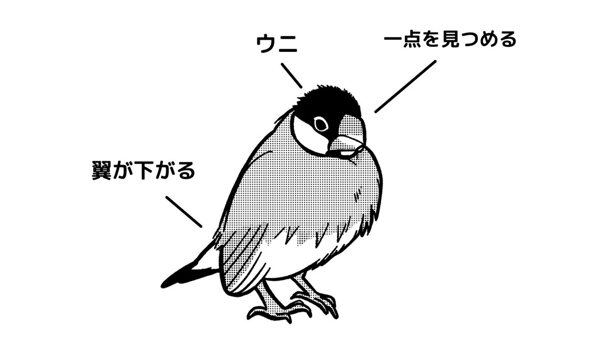 99以上 文鳥 イラスト 白黒 壁紙ライブ壁紙hd