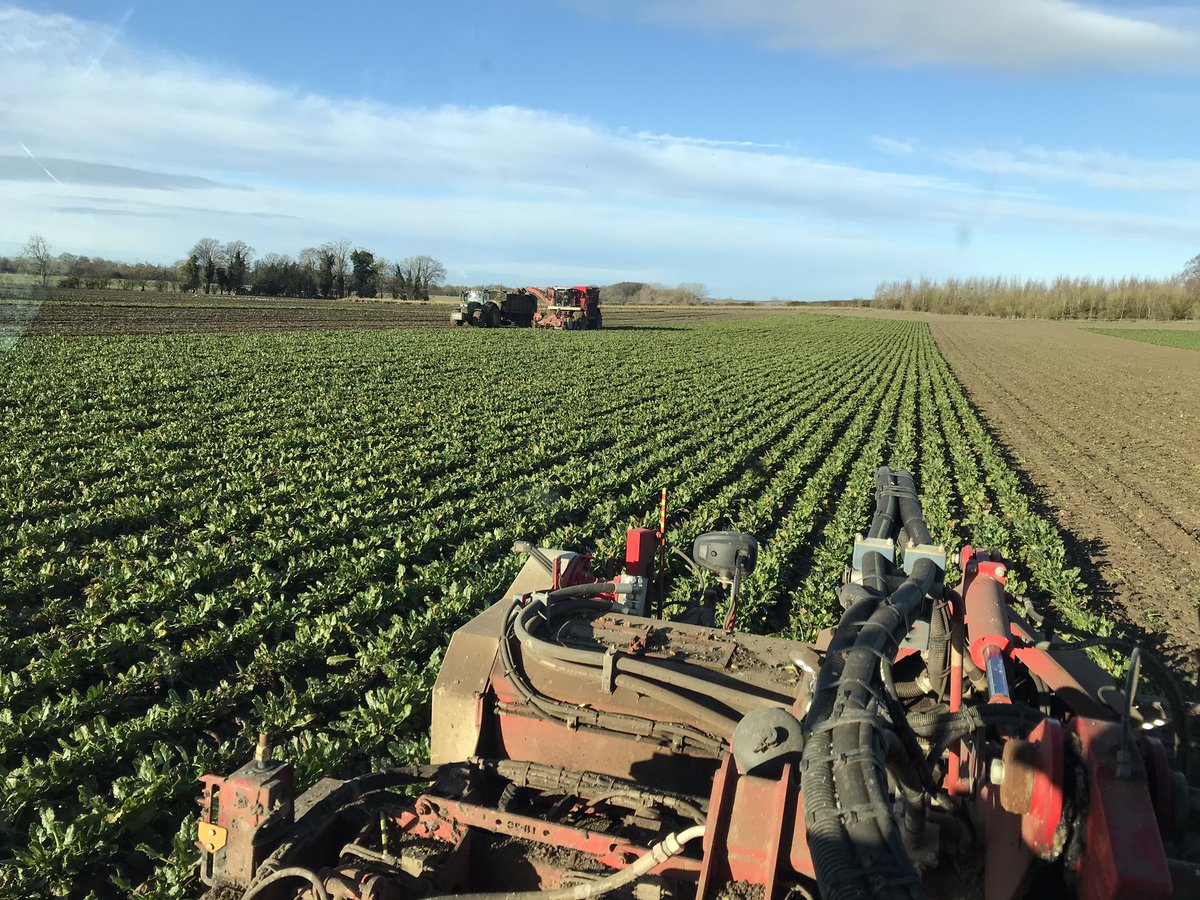 Cracking day for it <a href="/Meadsfarm/">Tom Mead</a> <a href="/BritishSugar/">British Sugar</a> <a href="/JRileyBeet/">J Riley Beet Harvesters (UK) Ltd</a>