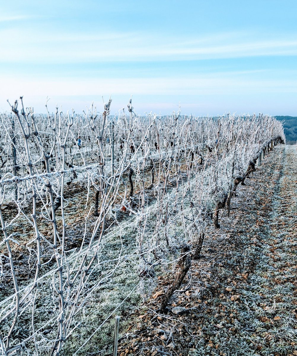 Quercy46Lot's tweet photo. Morning walk in the Cahors #Malbec  vineyards near Albas #France https://t.co/JiepXpIEm2