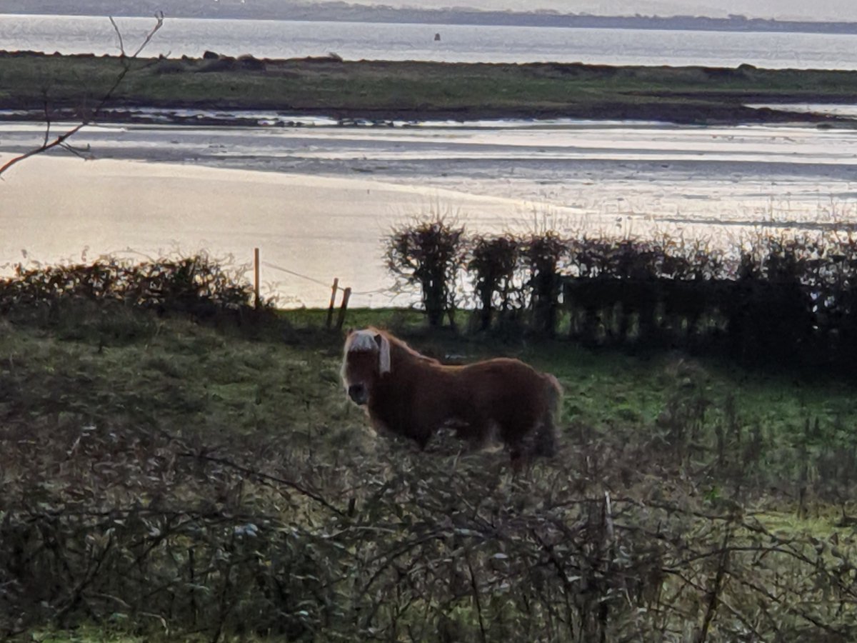 ShivGaffney's tweet photo. "Maidin mhaith, a chairde #100daysofwalking " 🐎as #RusheenBay
As #T1D always🙏when I remember🤦♀️to throw few packets of these into the pockets as sometimes along #MyHappyPlace ar maidin iontach gan fhios dom féin...
🎶Oh, well I keep on walking
Oh, well I keep on walking🎶 https://t.co/faWlExzwMe