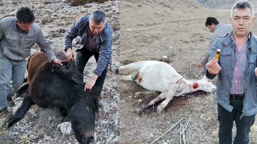 Amasya Akdağ Yaylası'nda özgürce yaşayan Yılkı atları yeni yılda katledildi. 
Birisi hamile olan iki vahşi at tüfekle vurulmuş halde bulundu. 
Avcılık histerisi kontrolden çıkmış durumda. 
300 bin ruhsatlı av silahı ülkeye vahşet saçıyor 
#AvcılıkCinayettir #AvcılıkYasaklansın ❌