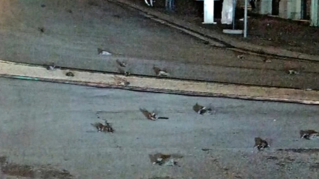 destandaard's tweet photo. Honderden vogels liggen dood op straat in Rome: ‘Door vuurwerk. Het is erg beschamend’ https://t.co/LU6hLstgsf https://t.co/WR0JkVJZe5