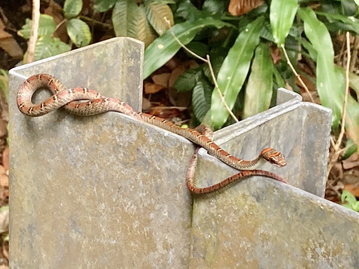 Sighted on my morning walk #nature #wildlife #wildlifephotography <a href="/SingaporeTouris/">Singapore Tourism</a> <a href="/nparksbuzz/">National Parks Board</a>