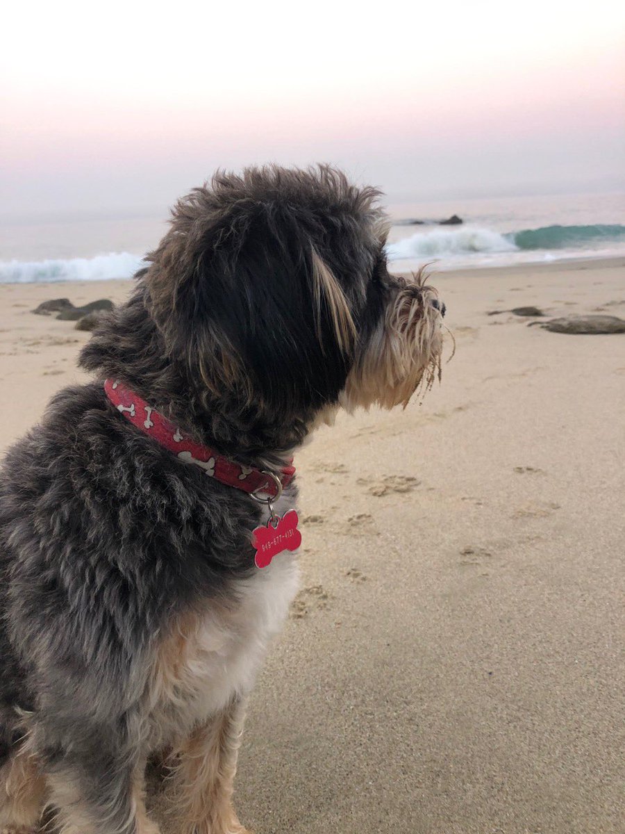 🎓 We recently received new photos of Gingerlily (now Lucy). This former 2014 Los Angeles street dog now enjoys the beaches of Orange County. What a lucky girl! Thank you for the update. 🧡

#GRFF #ghettorescue #grffalumni #streetstosheets #doglovers