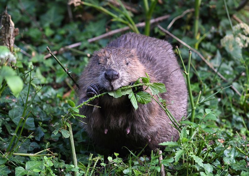 DevonWildlife's tweet photo. It seems like yesterday that it was announced that Beavers could stay in the River Otter! What an amazing result after five years of hard work from our #RiverOtterBeaverTrial team! Tell us about your 2020 wildlife highlights! 👇Comment below. 📷David Parkyn #beaver #2020highlight https://t.co/s7szVTJyt2