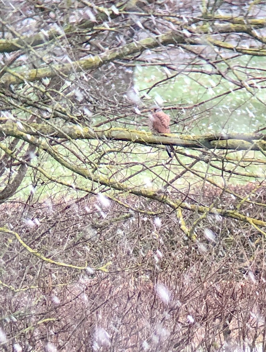 stevie_evans1's tweet photo. Kes in snow shower #OFFH https://t.co/HEdbGiTkTZ