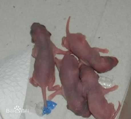 16. Baby Mice 三吱儿 Newborn mice (San Zhi Er) are eaten alive with chopsticks & served in a spicy sauce.They are called “3 squeaks babies” because they scream 3 times.Chinese Baike Baidu scrubbed the page https://baike.baidu.com/error.html?status=404&uri=/item/%E4%B8%89%E5%8F%AB%E8%8F%9C/3857789Google Search shows it "item/三叫菜/3857789"