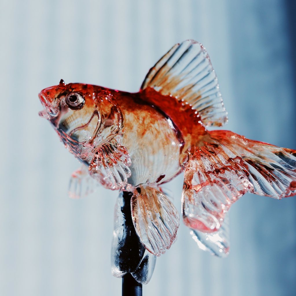 Tomei 透明愛好家 على تويتر 食べられる透明な金魚 アメシンの職人が手がける金魚 の飴を手に入れたのですが素晴らしすぎませんか 水槽のない部屋で広々泳ぐ金魚の姿は美しい