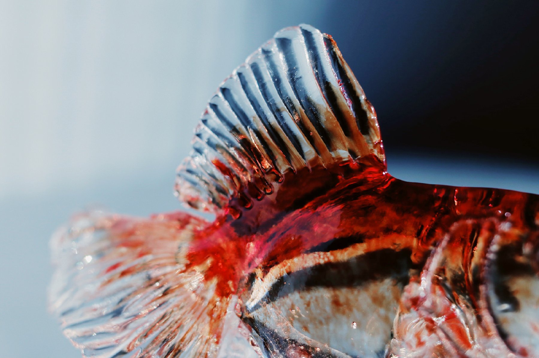تويتر Tomei 透明愛好家 على تويتر 食べられる透明な金魚 アメシンの職人が手がける金魚 の飴を手に入れたのですが素晴らしすぎませんか 水槽のない部屋で広々泳ぐ金魚の姿は美しい T Co Pgtmwogohm
