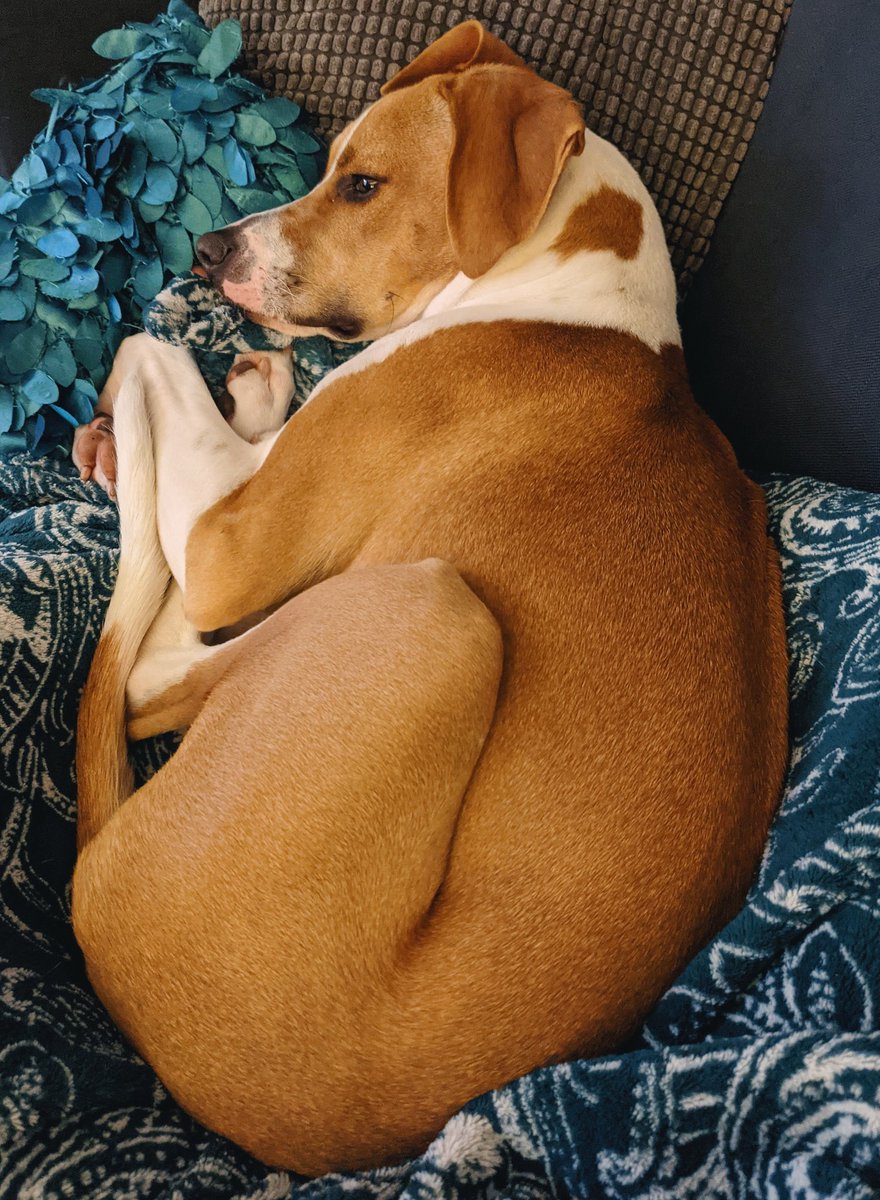 "Everyone thinks they have the best dog. And none of them are wrong.” – W.R. Purche