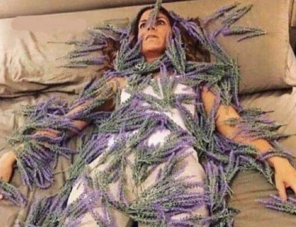 kansaita_'s tweet photo. "la lavanda puede aliviar el estrés y calmar la ansiedad"

yo: https://t.co/6A1KoVpAm5