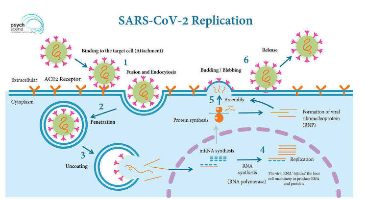 Once the virus attaches to the receptor, it is swallowed up by the cell, a process called endocytosis. Inside the cell, it replicates by using the host cell's proteins & enzymes to create new parts. New proteins + new DNA = brand new coronavirus!!! Yikes!
