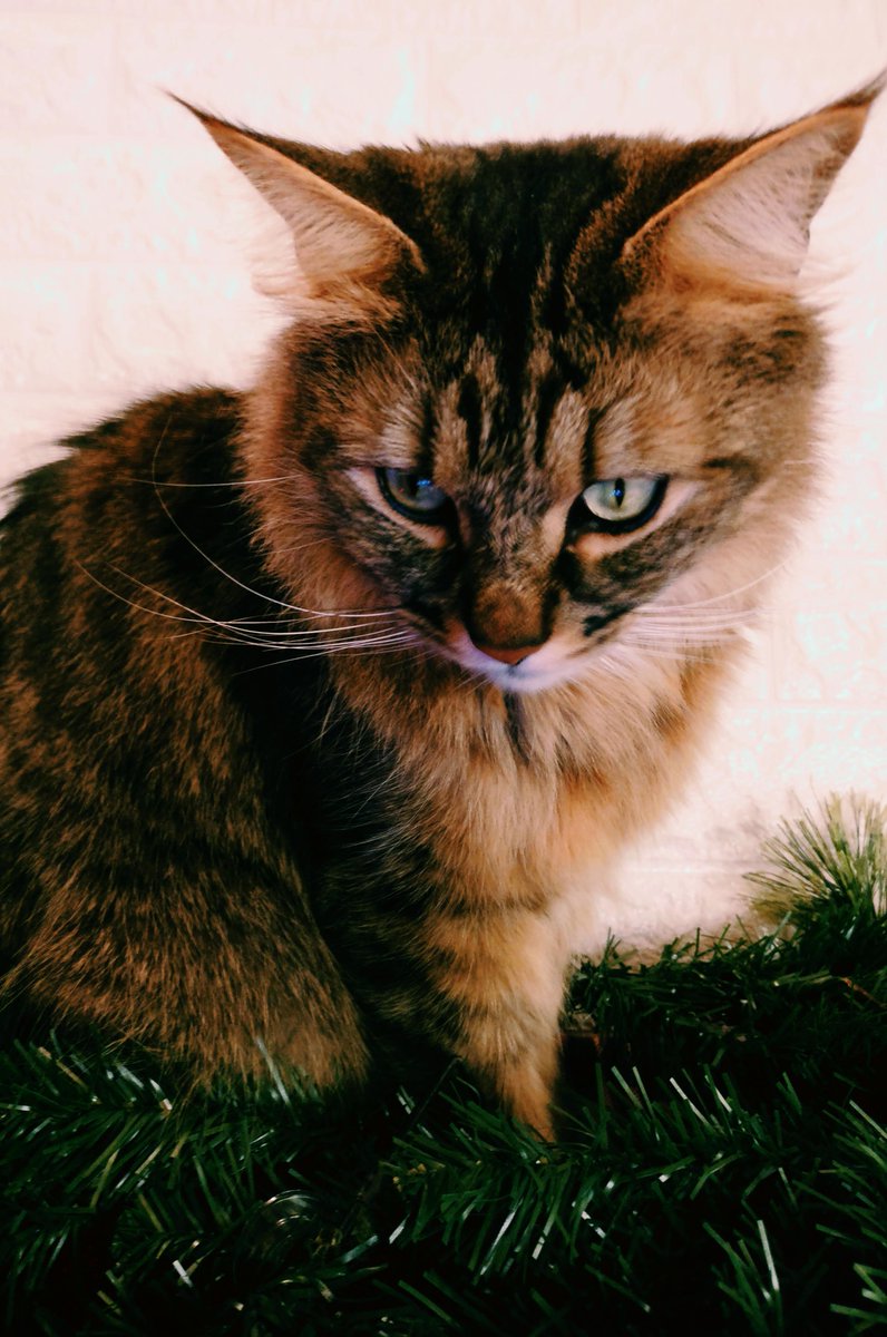PentanglementA's tweet photo. Shout out to my fellow geeky, cat loving introverts out there. It's our time to quietly shine #IntrovertsDay #HappyMewYearDayForCats AND #ScienceFictionDay
Kai is an ambivert. Not sure how he feels about #SciFi
#introvert #cat #petphotography #happymewyear #pixiebobcat https://t.co/sMazDPWey8