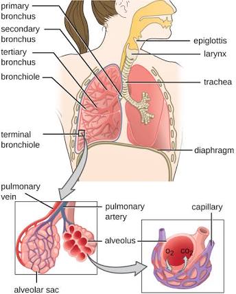 At the farthest end of our respiratory tract are alveoli sacs responsible for the exchange of carbon dioxide from our body & oxygen from the environment. They contain cells called type 2 pneumocytes which have ACE2 receptors. This is where spike proteins from coronavirus attach.