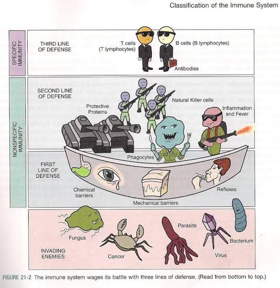 This whole process eventually damages the cell leading to its death, and it triggers an inflammatory process. Imagine the body going into war and all the soldiers are deployed in the affected area.