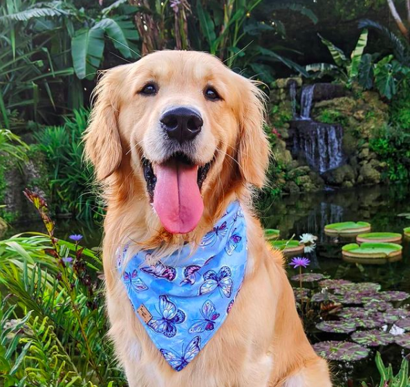 FairchildGarden's tweet photo. Spend some time with your pup at the Garden tomorrow! ๐ถ Take a stroll, enjoy some treats from the Glasshouse Cafe, and maybe even join in on our popular DOGA class with @redcheetahyoga
.
๐ธ @it_is_a_pancake_life
#dogdates #fairchildtropicalgarden #beautifulplaces https://t.co/5OsVu4ejOt
