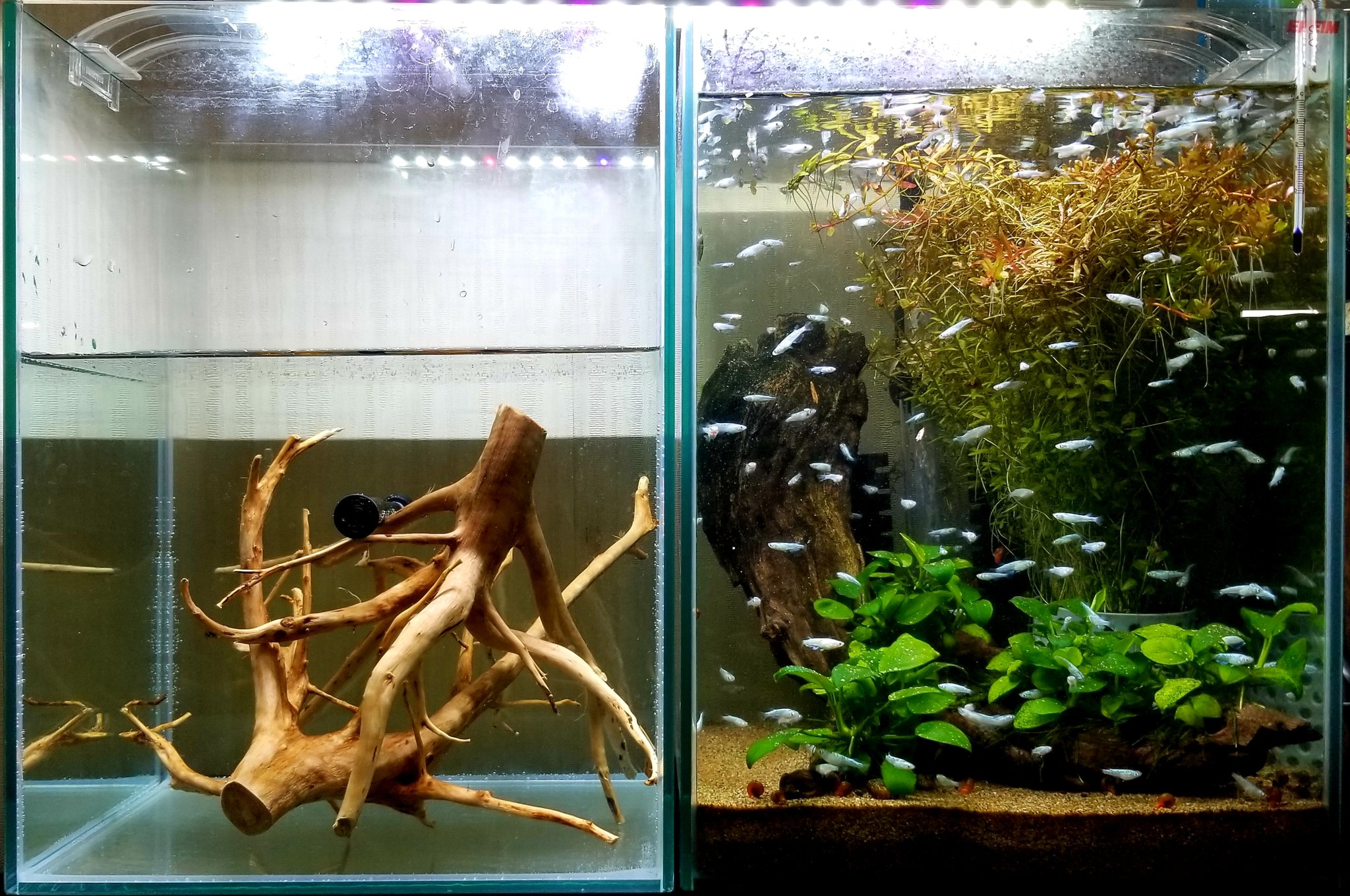 どしえもん アクアリウム ちょっと理想の配置になりました 60cm水槽台にエーハイムの30cmハイタイプを2個並べました っ C 左の水槽はどうしようかなぁ アクアリウム エーハイム メダカ T Co Yasvmpg0m3 Twitter