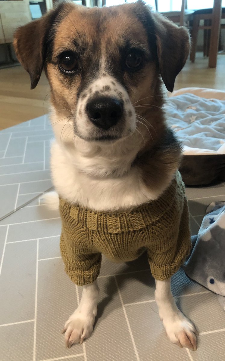 새해복 많이 받으세요💚🤎
2021은 동물들에게 더 행복한 해가 되기를!
보는 아직 가족을 찾고 있어요 새해에는 꼭 가족을 만났으면 좋겠어요.. 보가 더욱더 행복해질 날이 오겠죠!??
#입양홍보 #사지말고입양하세요 #강아지입양