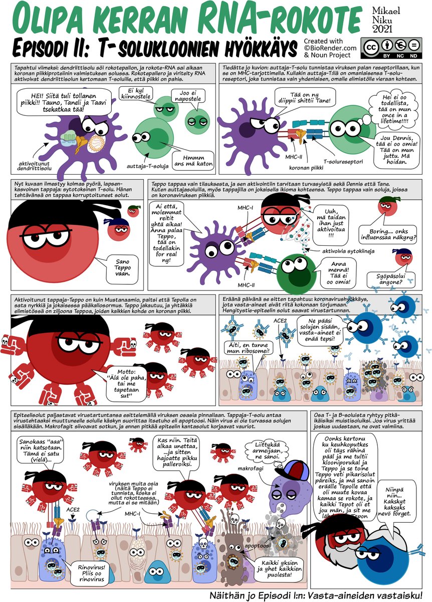 OLIPA KERRAN RNA-ROKOTE vertaisarvioituna: Episodi I - vasta-aineiden vastaisku, sekä Episodi II - T-solukloonien hyökkäys. Lämmin kiitos kommentoijille! Opet ym: täällä myös kysymysversiot: bit.ly/3n5tLxQ #koronafi #rokote #immunologia <a href="/BioRender/">BioRender</a> <a href="/nounproject/">Noun Project</a>