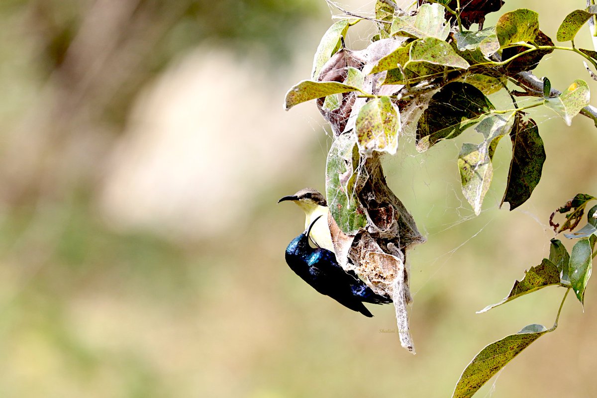 ShaliniElassery's tweet photo. New beginnings...
Purple Sunbird M&F nesting: Cinnyris asiaticus
Backyard click Jan 1 2021,India #BirdsSeenin2021
#IndiAves @IndiAves #Melagiris https://t.co/lRozIqwLSn