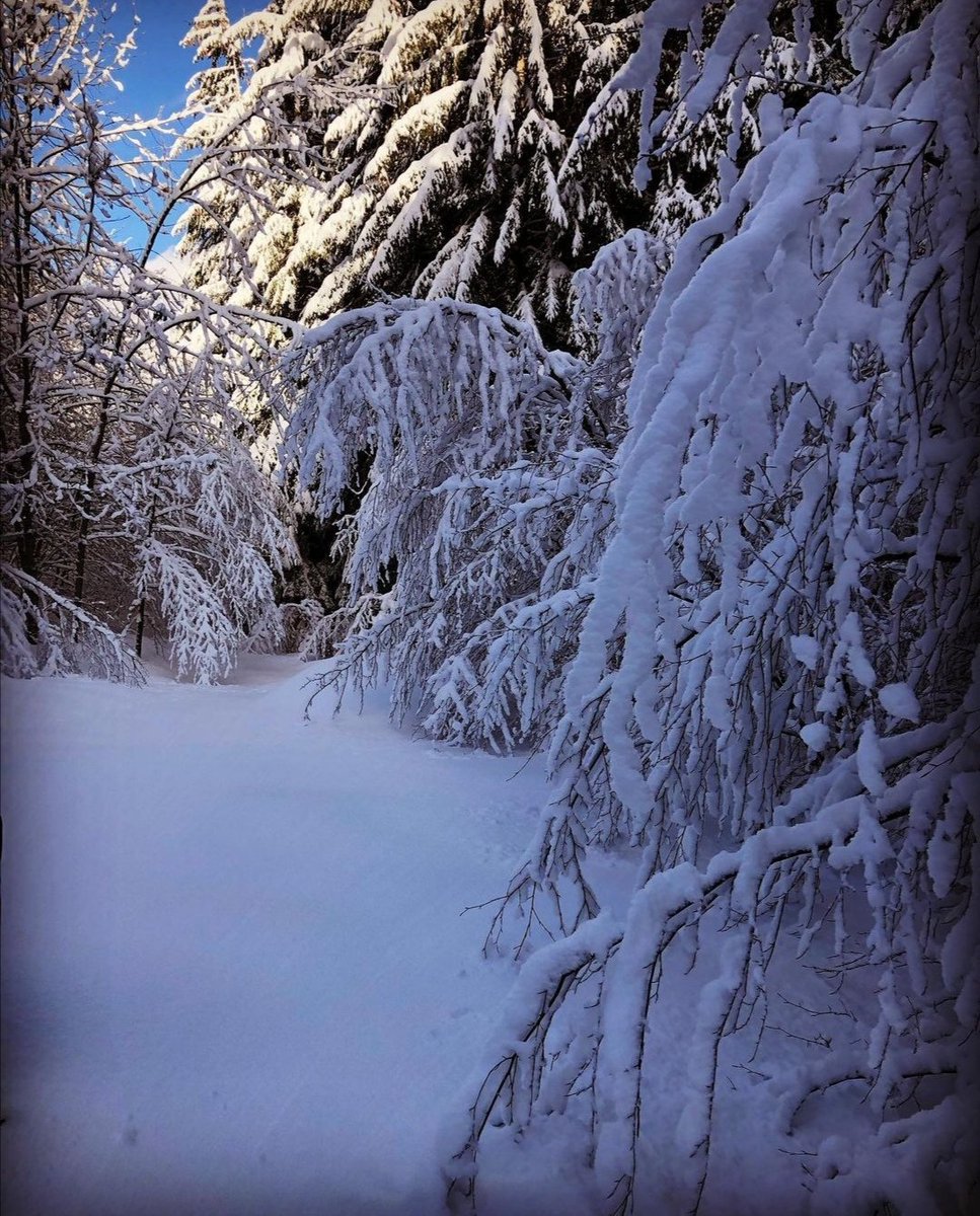 alexjajapoli's tweet image. 📸 1 Gen sera 📷 2 Gen mattina 🏔️🌨️❄️☃️🎿🏂☃️❄️🌨️🏔️  Nevicata Record 🥶😱🥶 #recordsnowfall #mountains #snowphotography #whitedays #genuary2021