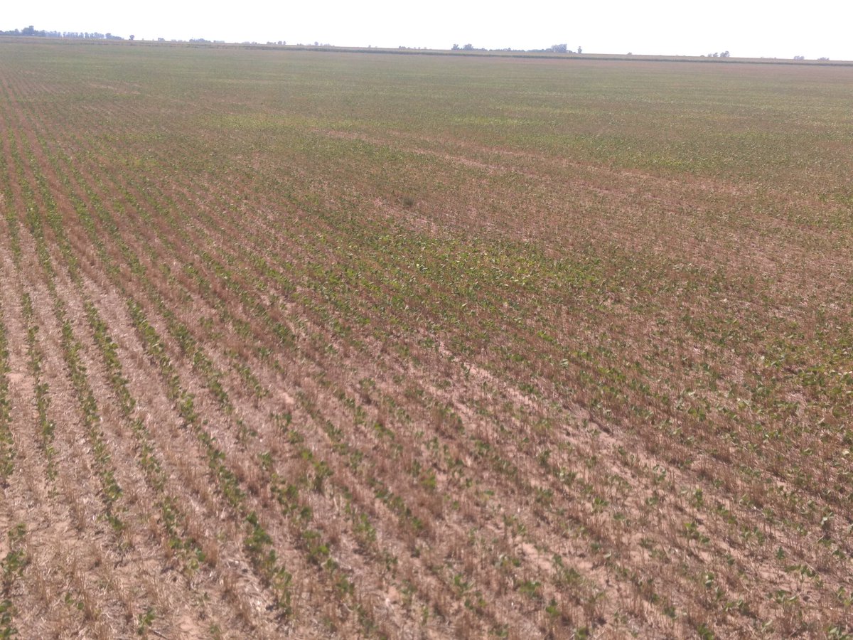andreshadoc's tweet photo. Variabilidad ambiental, lote de #Soja2da marcando diferentes calidades de suelo.
Lote ambientado y manejado con fertilización variable hace dos campañas con UrsulaGIS. @gis_ursula
#Variando
#AsesoramientoIndependiente https://t.co/fepX0DQ0sa