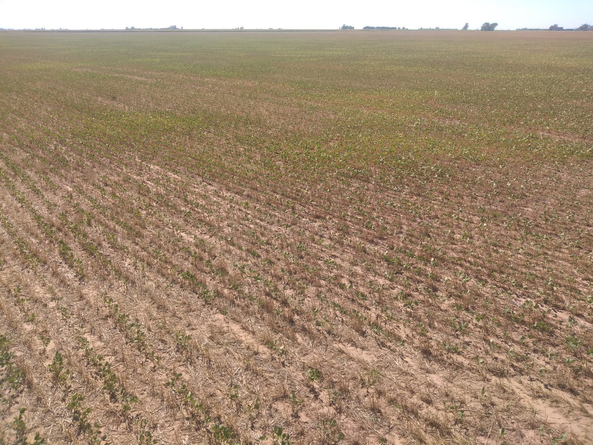 andreshadoc's tweet photo. Variabilidad ambiental, lote de #Soja2da marcando diferentes calidades de suelo.
Lote ambientado y manejado con fertilización variable hace dos campañas con UrsulaGIS. @gis_ursula
#Variando
#AsesoramientoIndependiente https://t.co/fepX0DQ0sa