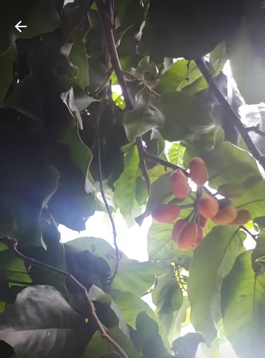 Buah langkah dan buah ini hampir punah sudah jarang di jumpai 
Ada yg tau  buah apa ini?