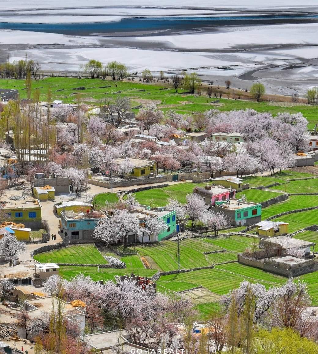 PakistanNature1's tweet photo. APRICOT bloosom #GilgitBaltistan #BeautifulPakistan #PakistanMovingForward #TourDePakistan https://t.co/FyEJoIdhEq