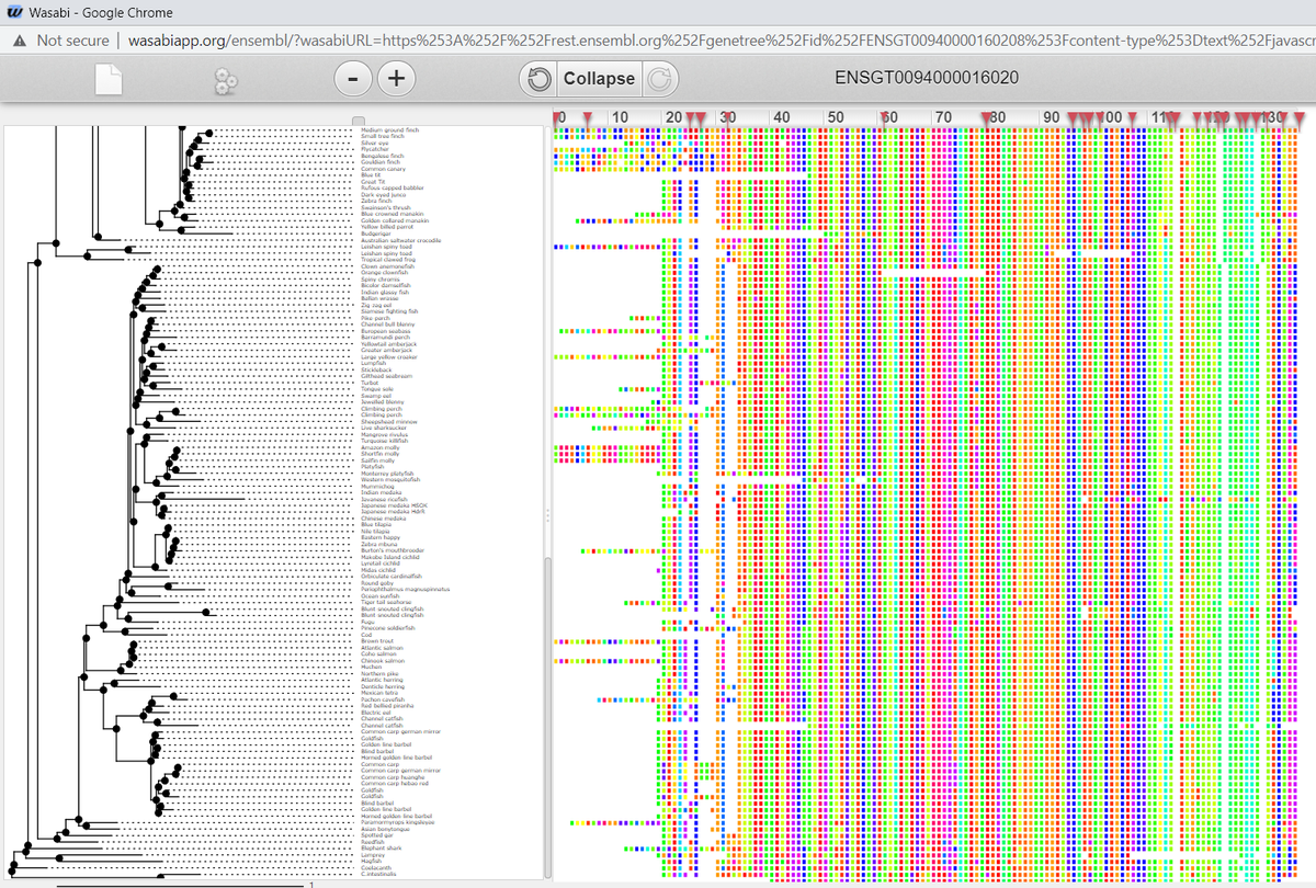 AlbertVilella's tweet image. E.g. #BET1L: "Bet1 golgi vesicular membrane trafficking protein like". Very little known about it. Not even a 3D structure in PDBe. No known paralogues, but highly conserved down to the #Chordates 676Mya ensembl.org/Homo_sapiens/G…