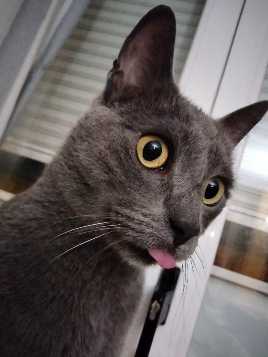 Runicorn_24's tweet photo. RT al gatito de la suerte para tener un buen año 2021. https://t.co/xYbglnOzZj