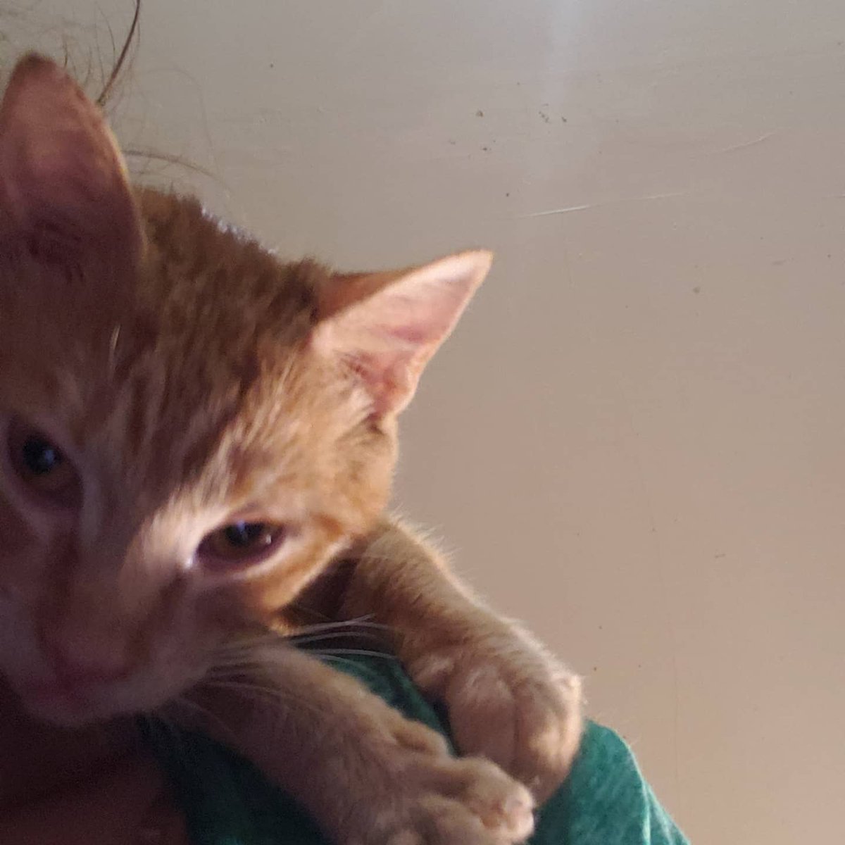 barncatlady's tweet photo. Simba is such a lovable dude. He also thinks he's a parrot! 🦜
#barncatlady #cats #catsofinstagram #catstagram #catsoftwitter #fosterkitten #orangekitten #purrmachine #lovable #kittens #kittensofinstagram #parrotcat https://t.co/PArVUuuAYV