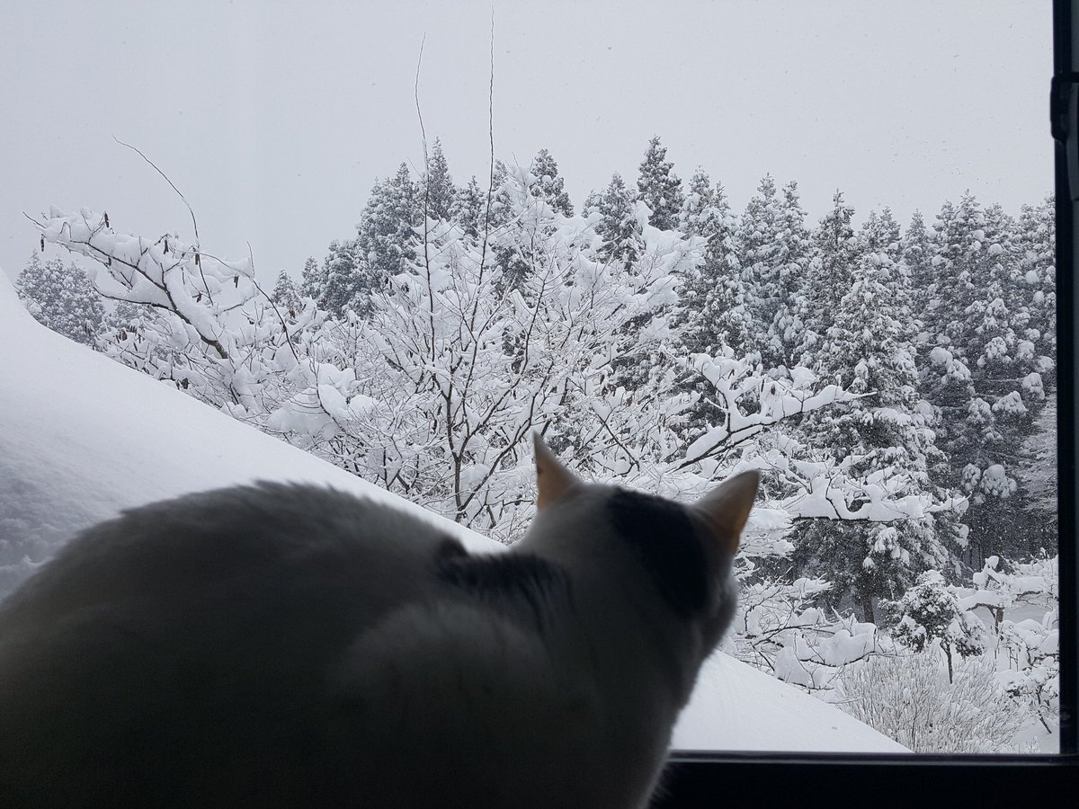 41iwano's tweet photo. 遅ればせながら、あけましておめでとうございます！
とりあえず、すごい雪です。
#牛柄猫 https://t.co/6uOsnx0da7