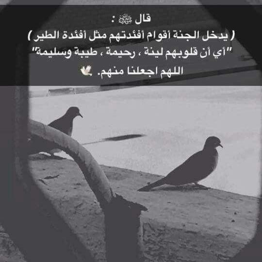 EngyFathy6's tweet photo. @C_Abdullah_90 https://t.co/g746IVOY1z