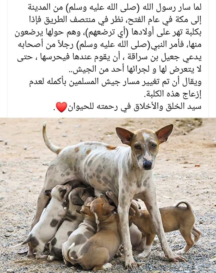 EngyFathy6's tweet photo. @C_Abdullah_90 https://t.co/orDWndVuA0