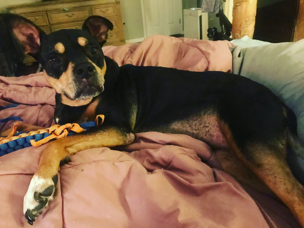 4luckydogs's tweet photo. Who’s a good girl?? Betzy is the best girl 💜💛💜💛 She loves toys and her couch!!! Apply for Betzy at https://t.co/NbbyFX0vpR #rescuedog #fosterdog #mansbestfriend #4luckydogs #adoptabledog #adoptadog #supermutt #mutt #muttsrule #muttstagram #muttlove #tricolordog #tricolorbully https://t.co/fq4bSMiomx
