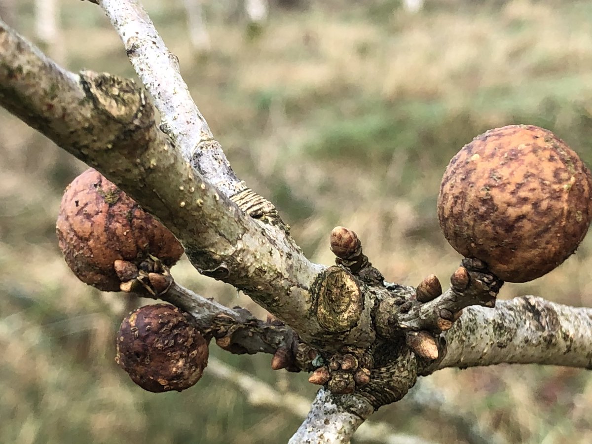 myfav90_s's tweet photo. You know it’s winter when the oak apples are out #oakapple #oak #oaktree #winter #woodland #woods #forest #trees #plants #nature #goodforthesoul #walking #countryside #NaturePhotography #photography #windermere #LakeDistrict #cumbria https://t.co/RaRErioorz