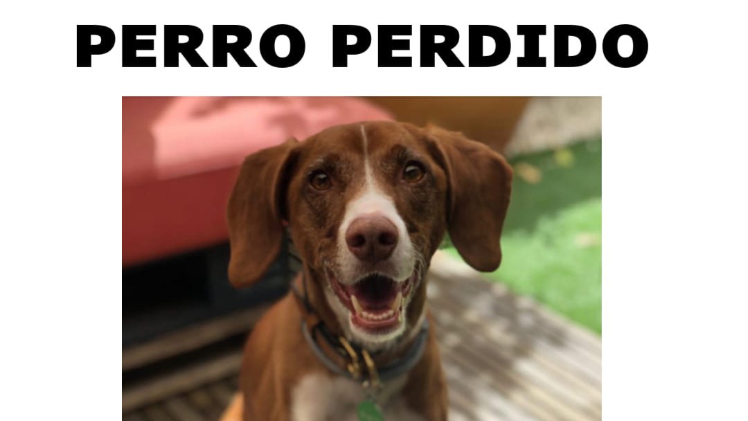 NuevaVidaAdop's tweet photo. #Madrid
ODDIE  #Perdido en #Somosaguas (#CasaDeCampo/ Parque Forestal Adolfo Suarez)
Lleva collar rojo con chapa con el número de teléfono
Es MUY bueno y tranquilo
☎️628 774 348 https://t.co/PK7BA8S5Li