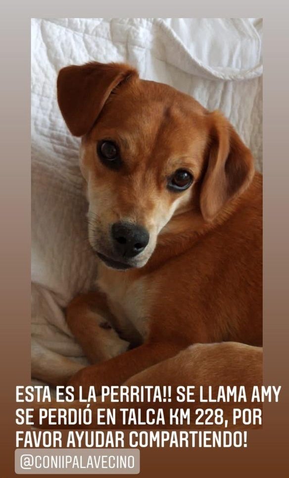 Esta perrita sufrió un accidente con su humana y no se ha podido dar con su paradero.
Favor si alguien la ve, por las cercanías de #Talca que de aviso a @coniipalavecino por ig fvor RT!!