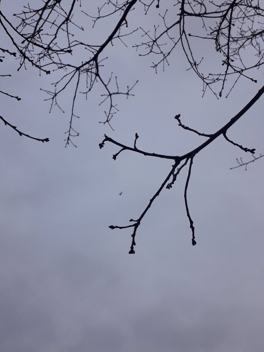 andreanhj's tweet photo. Again and again. Stepping out into the trees today #joy #snow #FreshAir #FindingLines https://t.co/lduqm8ppaK