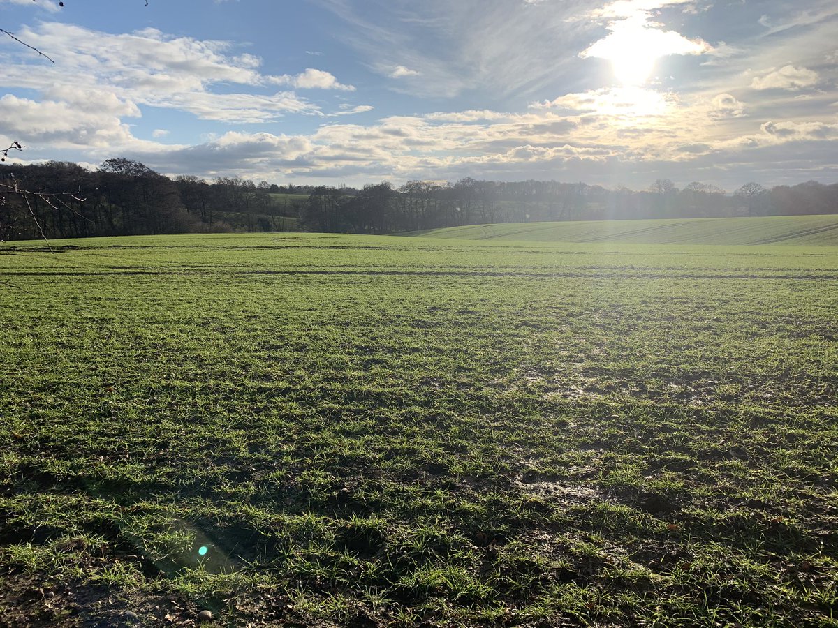 What a walk to blow the 2020 cobwebs away. 
.
.
.
#essexcountryside