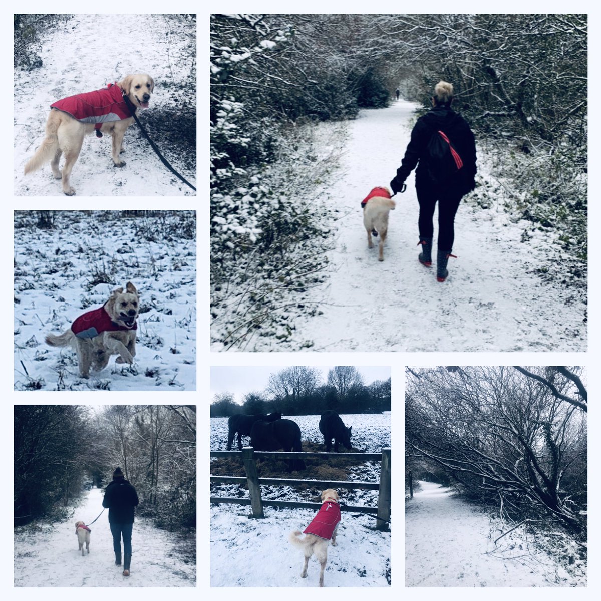 fiona288's tweet photo. Just back from a lovely snowy winter https://t.co/tCUSd3LrhJ time thaw out with a baileys coffee ready for a cosy night in by the fire  🐶❄️⛄️🌨🐾 https://t.co/m8kjZFZUzE