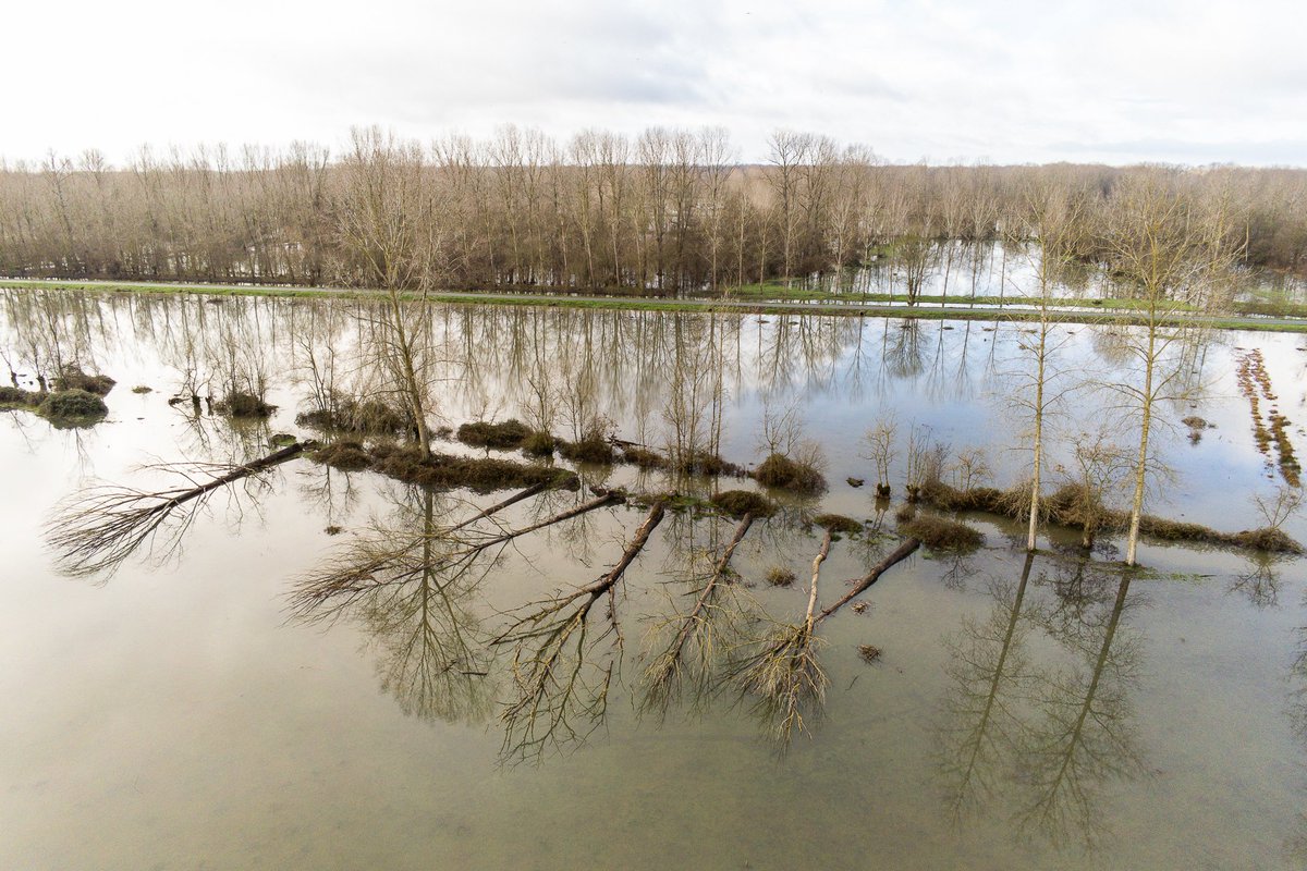 85_romain's tweet photo. 1ère évaille dans le #MaraisPoitevin cet #hiver. Ici du côté de Le Mazeau en #Vendée. C'est quoi une évaille ? Plus d'infos sur le blog 👉 https://t.co/EpUytl5oyr https://t.co/VKOv1nAm20