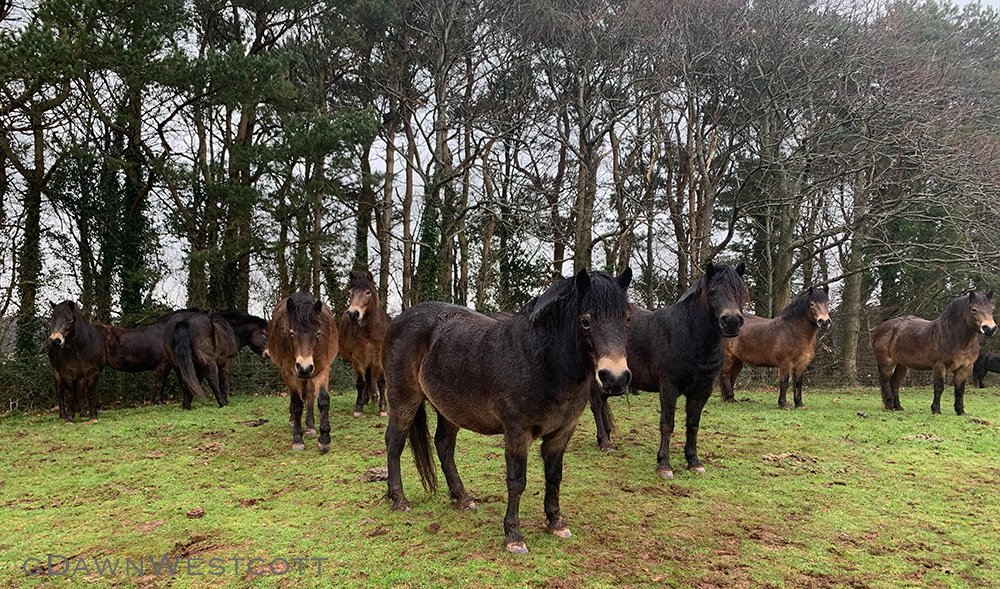 Some of the #ExmoorPonyProject herd this afternoon 😍
#ExmoorPonies #GoNative #Exmoor #ponies #nativeponies #nativebreeds #rarebreeds