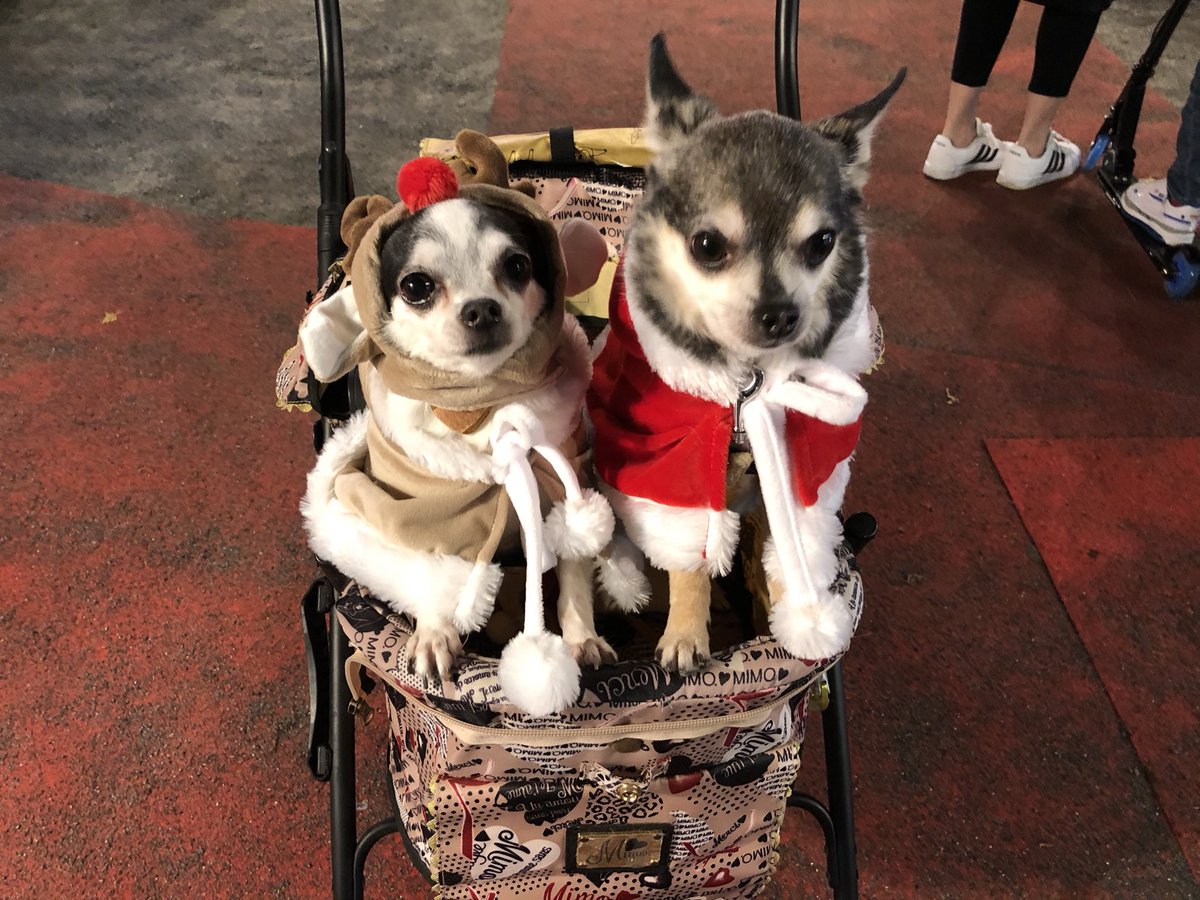 ゆづか姫 しんどうかな 表現の自由の女神天使 動物愛護 على تويتر なんだかバズってるようでありがとう 犬を飼うなら保護犬という選択肢をぜひ考えてみてください ペットショップの子は可愛い でも行き場がなくて苦しんでる子がいたら 手を差し伸べ