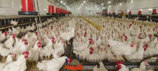 PagePgp's tweet photo. Using #objectbased #image analysis to #map commercial #poultry operations from high resolution #imagery to support #animal #health #outbreaks and events | Geospatial Health: https://t.co/UhCLqLSkwh https://t.co/NdDJBcdYUA